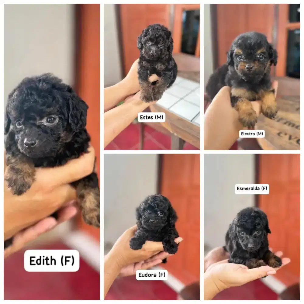 Toy tiny poodle