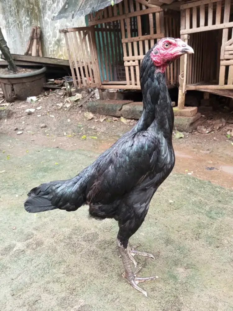 ayam pakhoy indukan