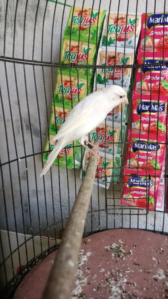 Kenari putih lokal paud rasa f1sf