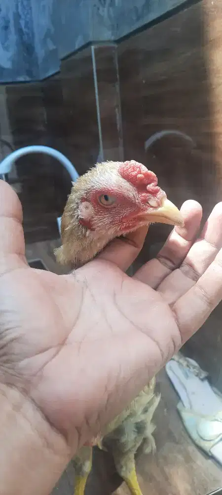 ayam ekor lidi. Satu pasang