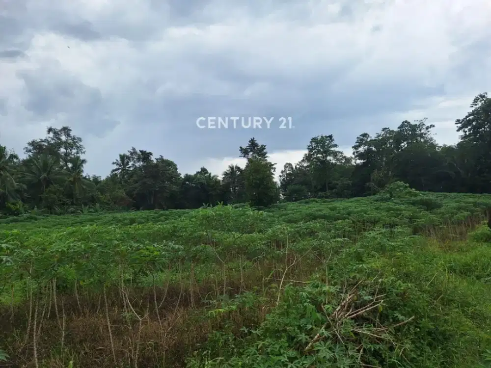 Lahan Strategis Cocok Untuk Usaha Perkebunan Di Desa Galih Lunik