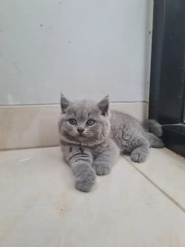 Kucing British shorthiar