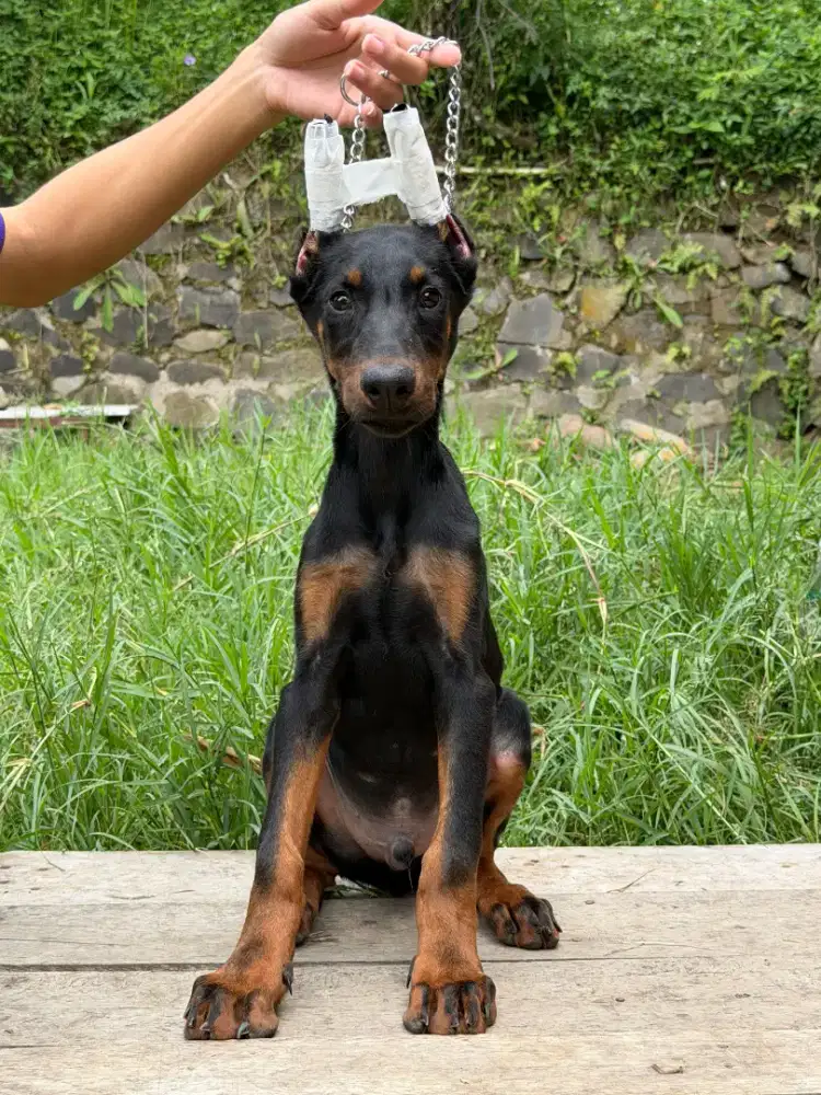Anakan doberman good quality murah