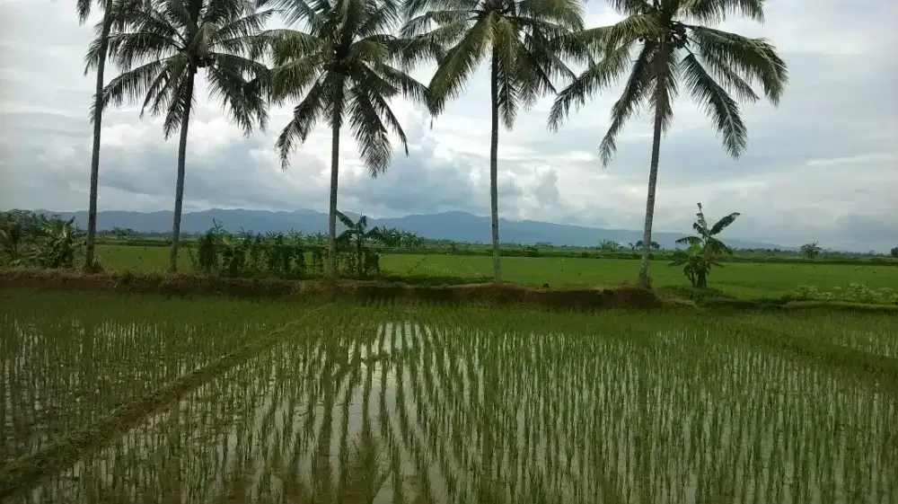 Sawah buat investasi