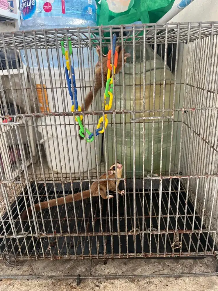 Sugar Glider Clasic Grey