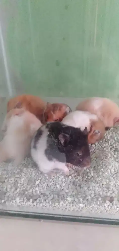 Hamster syrian indukan