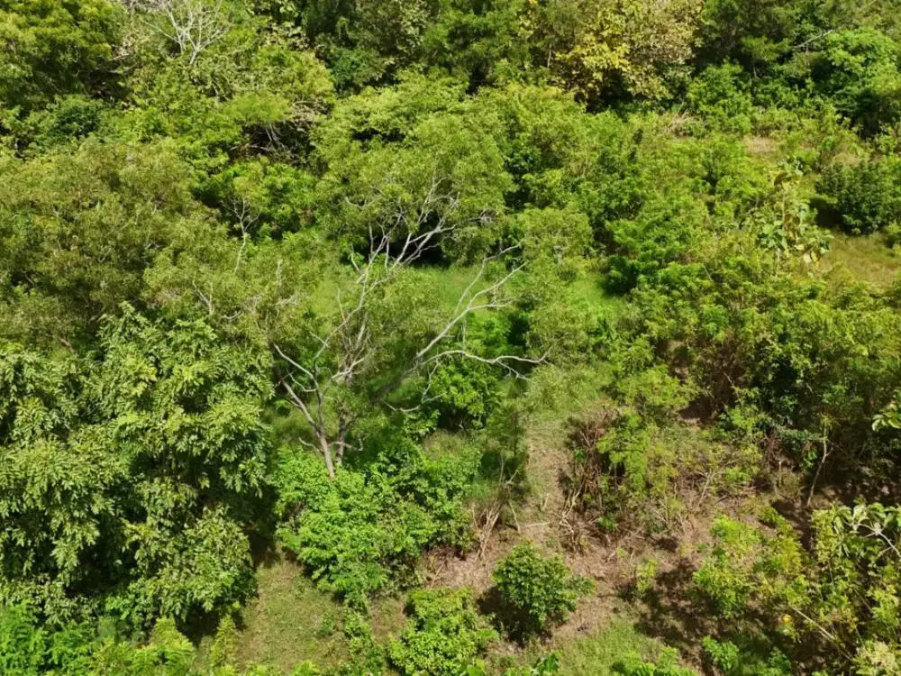 DISEWAKAN TANAH LOKASI STRATEGIS DI UNGASAN