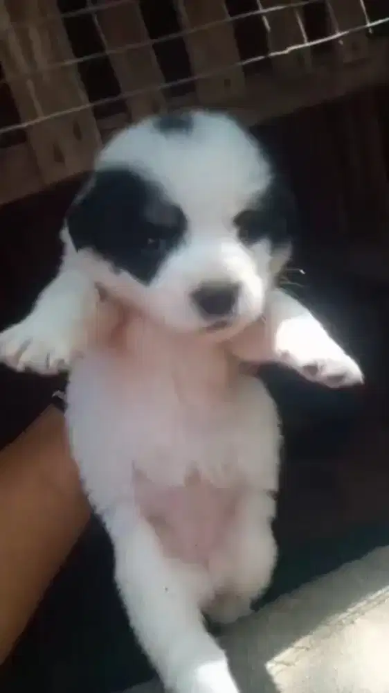 Anak anjing mix lucu