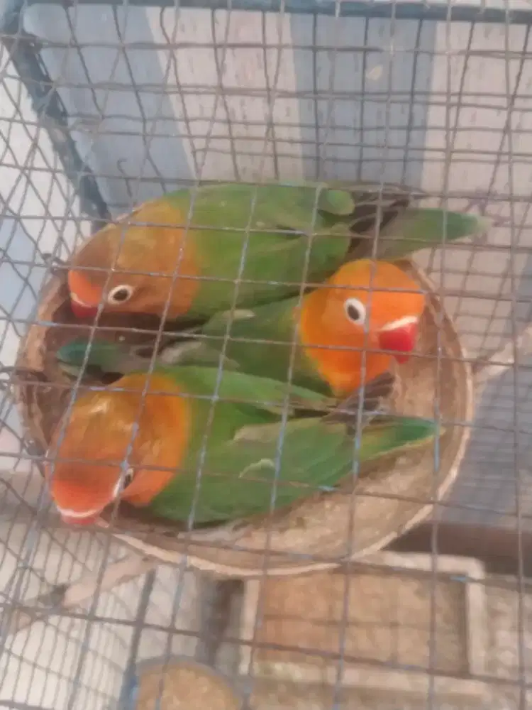 Burung lovebird ijo