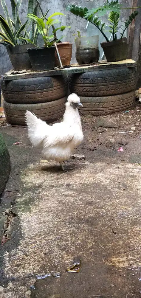 Ayam kapas betina / ayam silkey