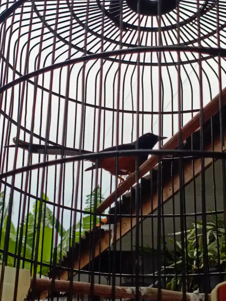 Murai Medan Mental Preman