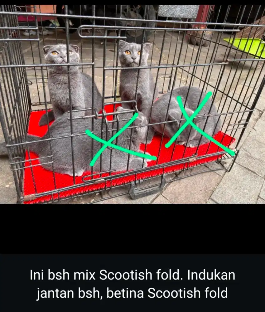 BSH mix Scootish fold