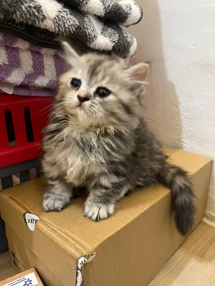 Lepas adop kitten bsh mix Munchkin