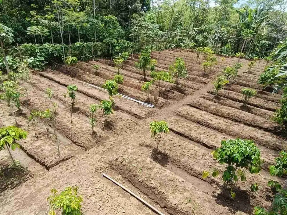 Kebun Kopi Durian Alpukat Tajinan Malang