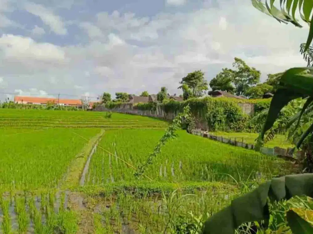 termurah!! bumbak umalas kerobokan!! 38 are view sawah
