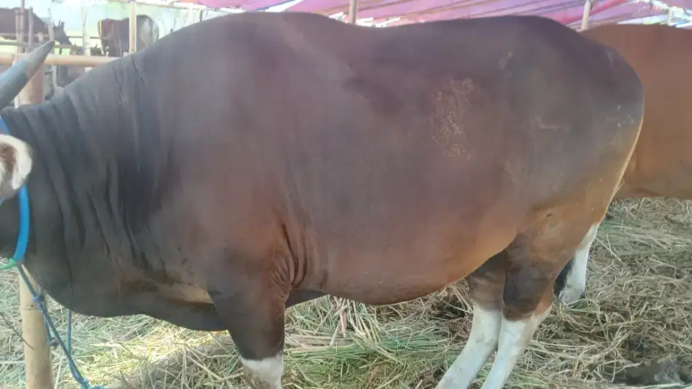 Menjual sapi qurban yang sehat , gemuk , ekonomis  , amanah