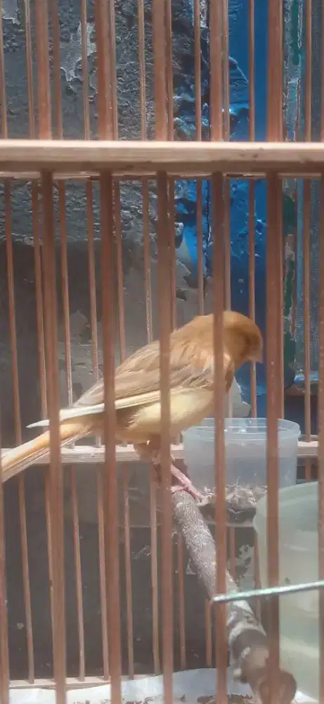 Burung kenari betina