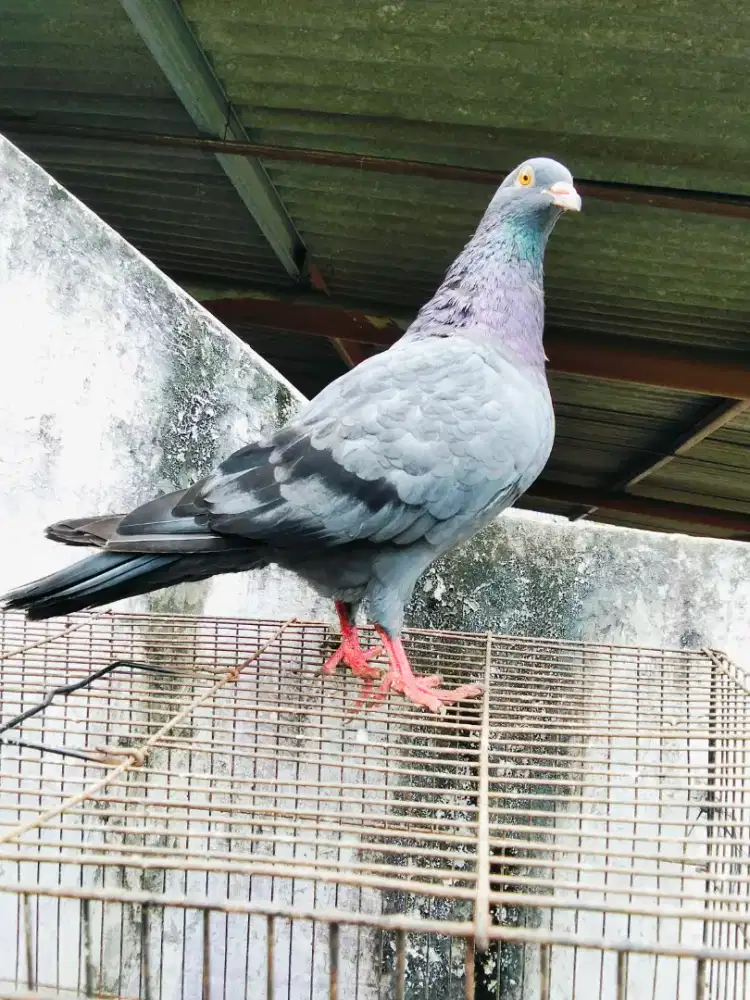 Burung dara sepasang giring