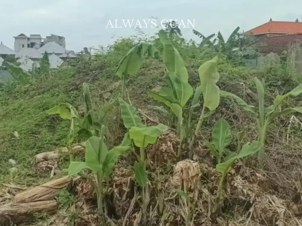 Tanah Datar Siap Bangun Dijual Lokasi Pantai Berawa