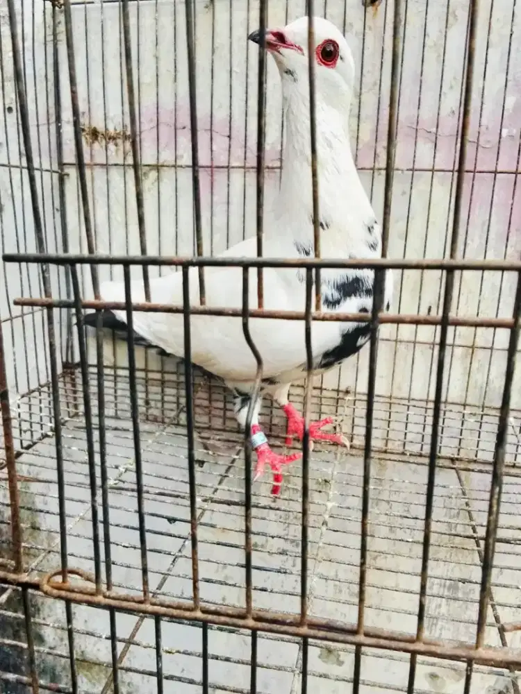 Burung dara bujangan bagus