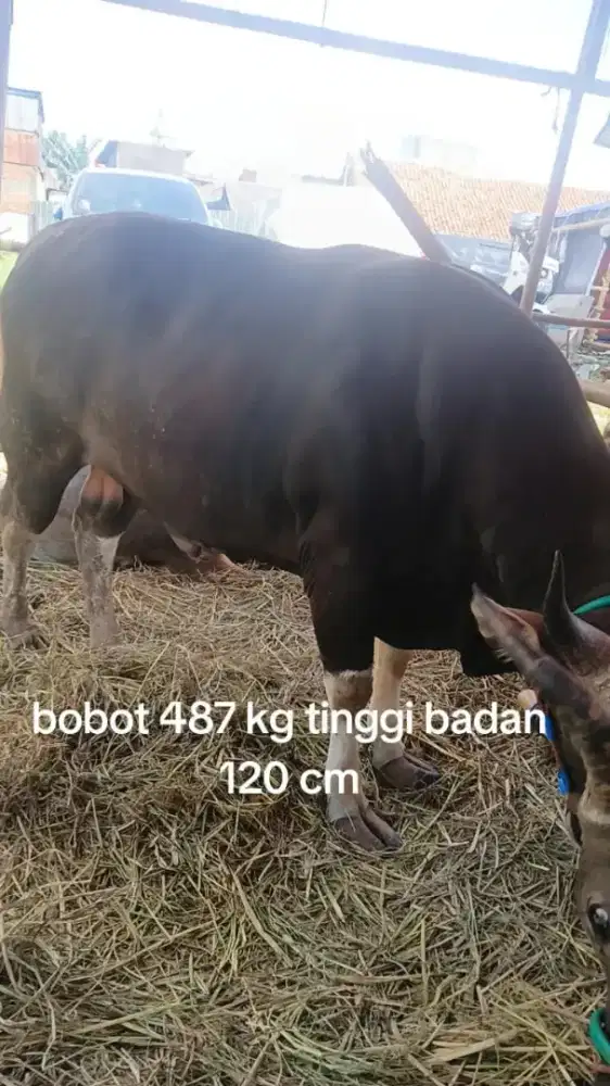 Menjual hewan qurban berupa sapi