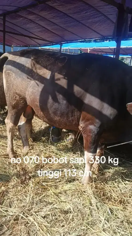 Menjual hewan qurban sapi