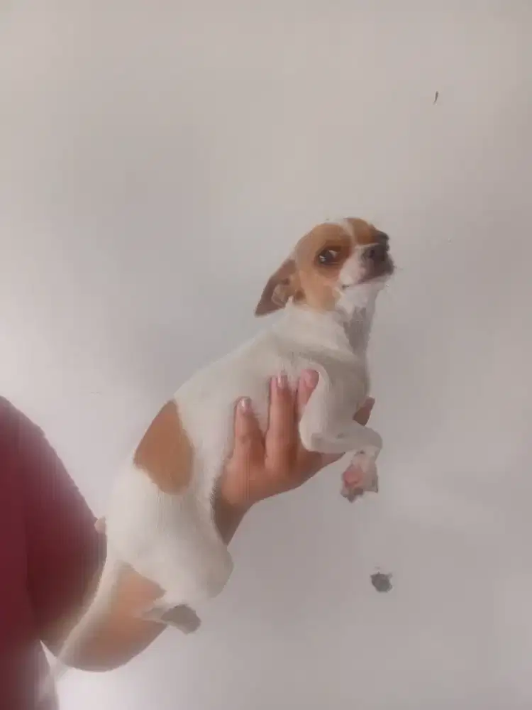 Anjing chihuahua