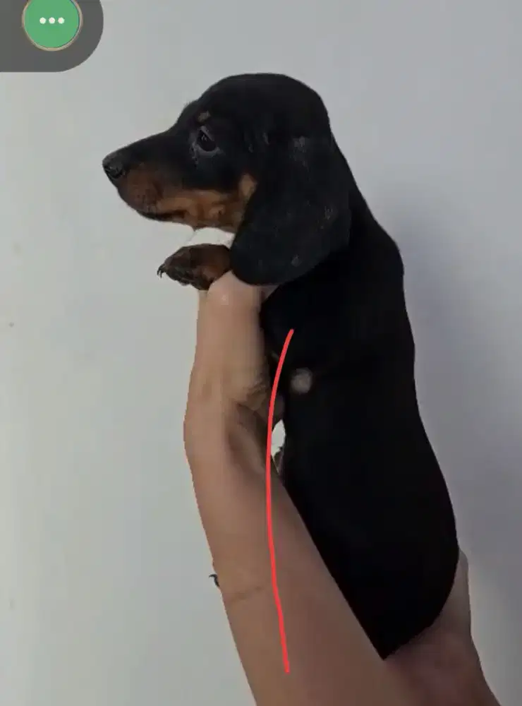 Anakan Teckel, non stamb, vaksin