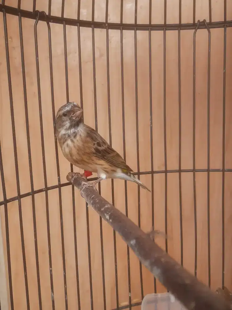 Blackthroat bujang gacor