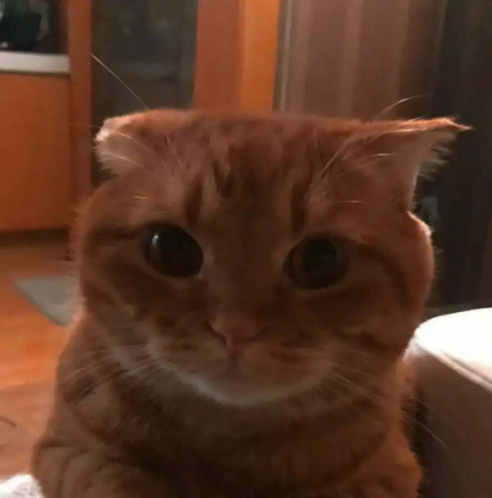 Kucing Munchkin × BSH cinnamon