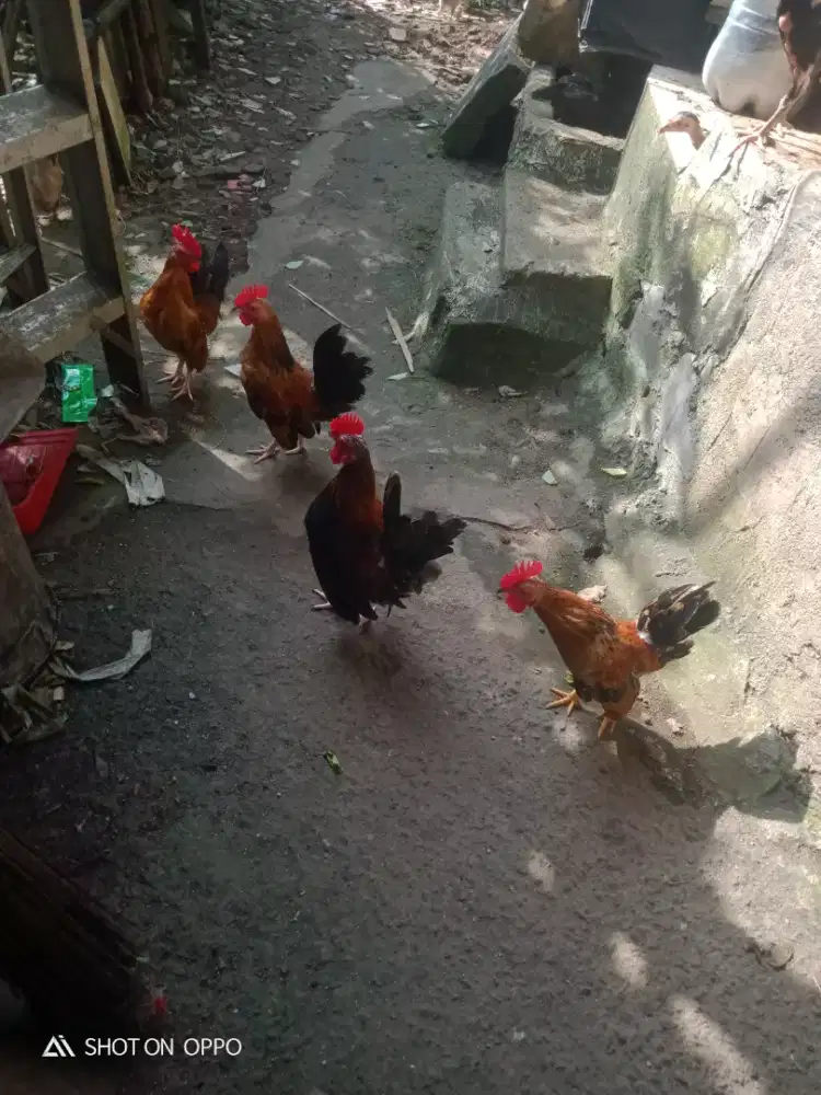 Dijual ayam kate dewasa