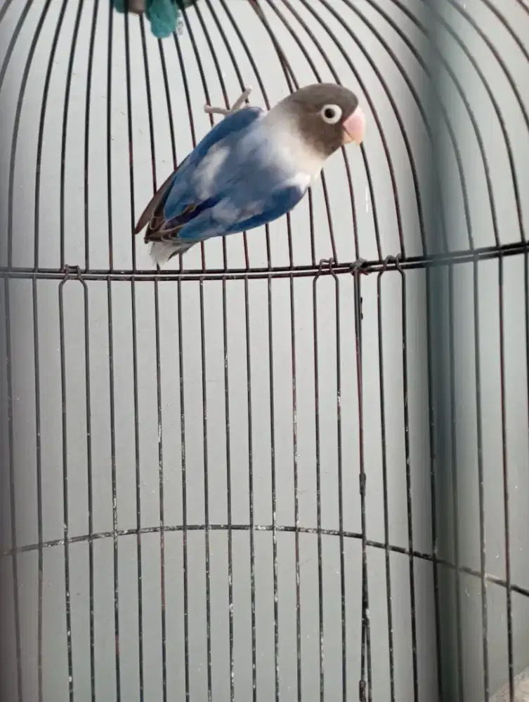 Burung lovebird blorok