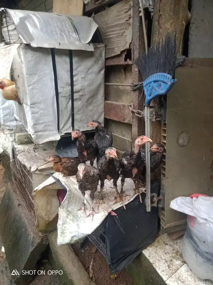 dijual ayam kampung usia 2 bulan