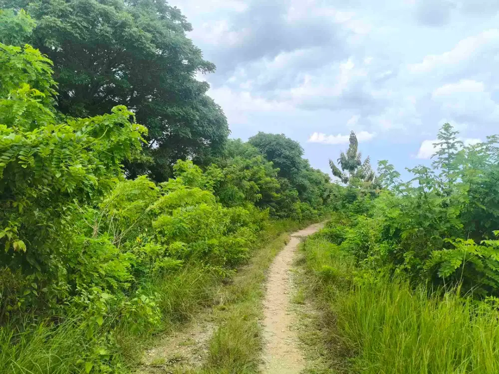 Dijual murah tanah pertanian area Sumba Barat daya Nusa tenggara Timur