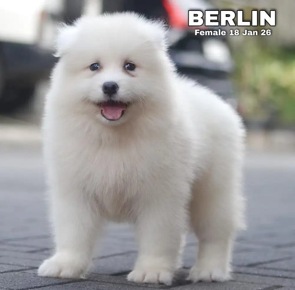 Samoyed puppy jantan stambum