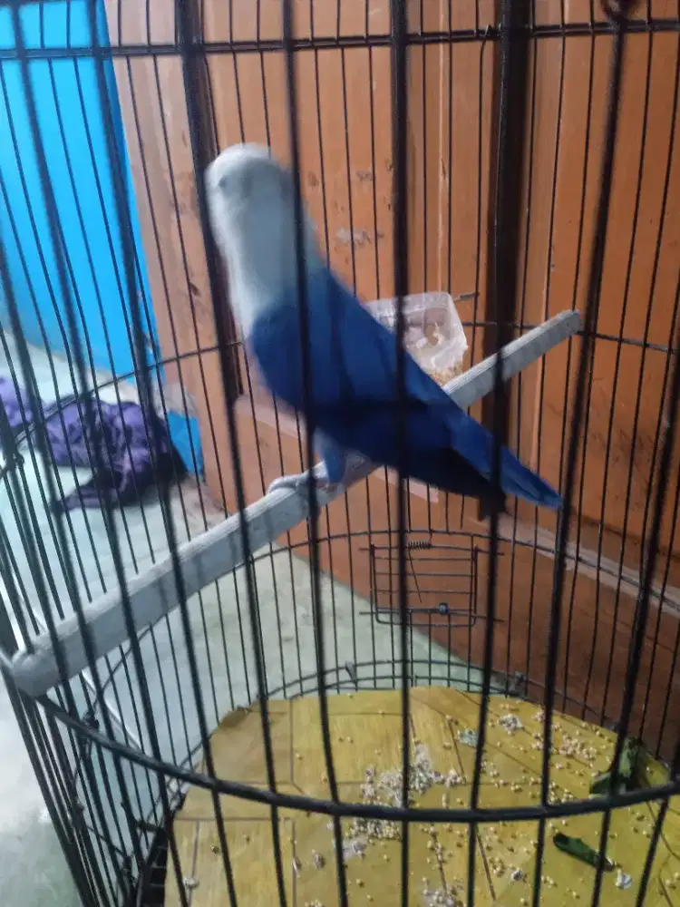 Lovebird Full set Biola jantan