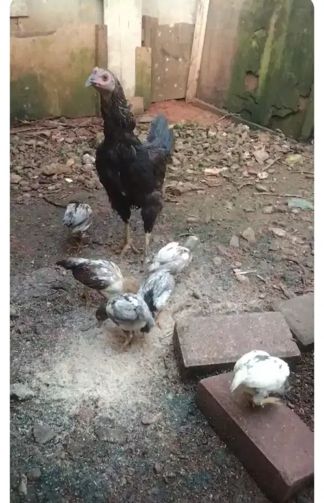 Ayam kampung Biang + anak nya 6 ekor