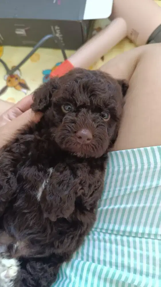 choco poodle jantan