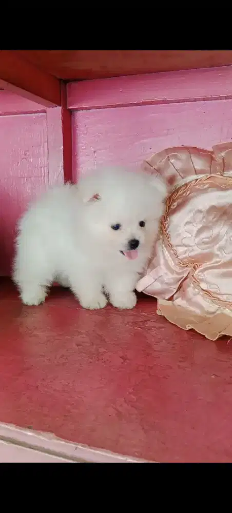 Puppy minipom jantan