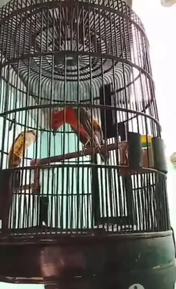 Anis merah prestas, teler