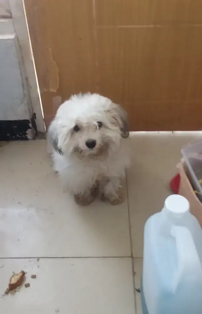 Anjing Shitzu Jantan Nett