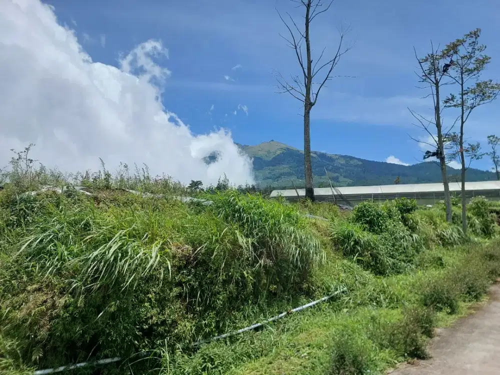 Kebun murah di kopeng