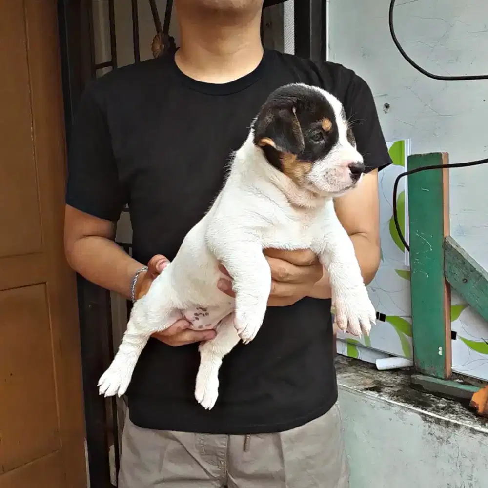 Anak anjing imut lucu