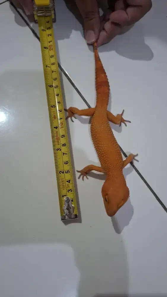 Leopard Gecko Sunglow