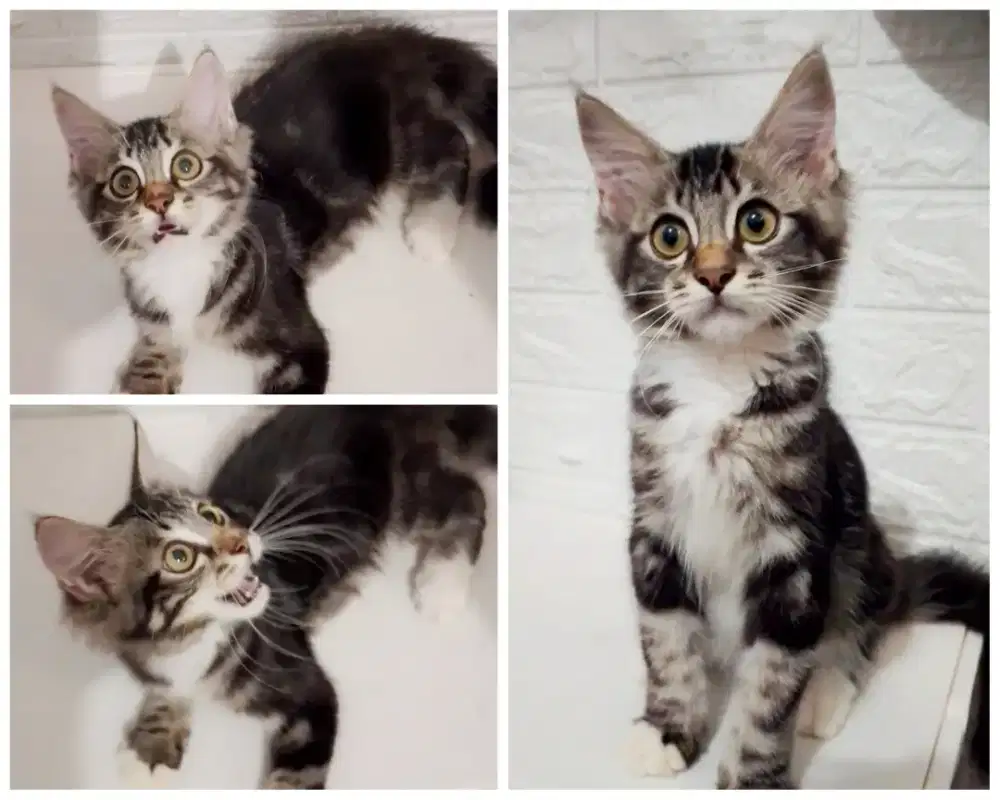 Kitten mainecoon np jantan 3 bulan