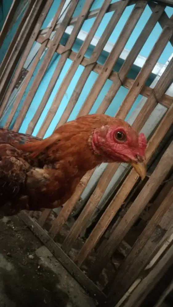 Ayam Mangon janggaran