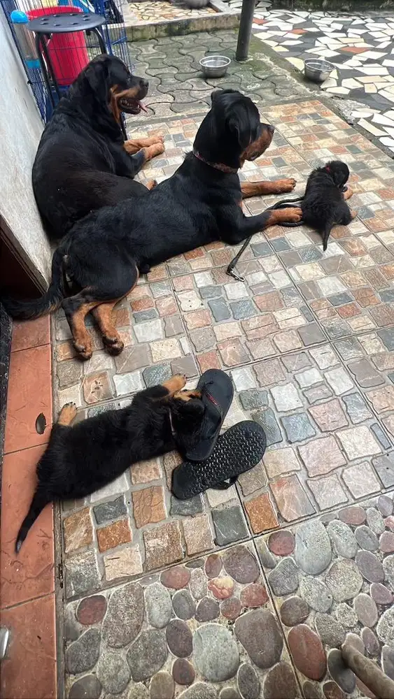 Puppies Rottweilers