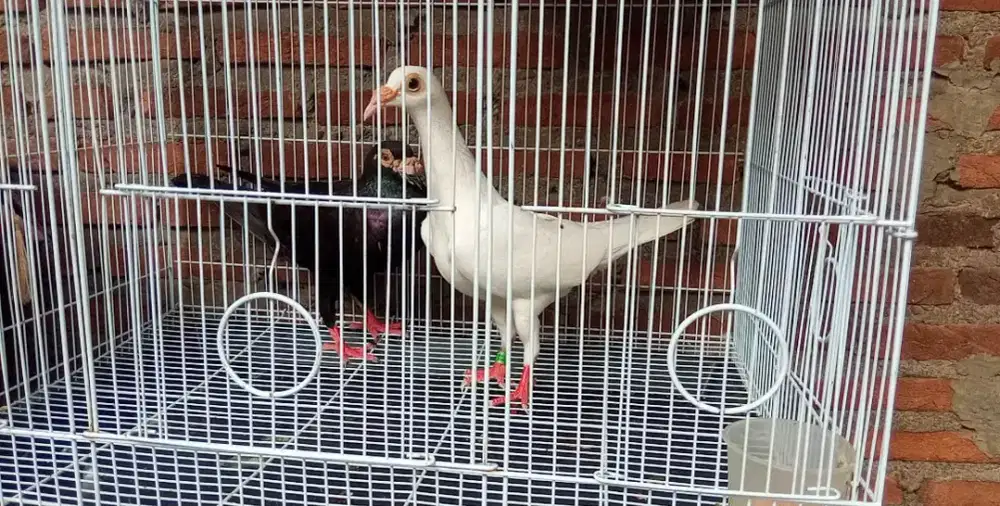 Merpati english carrier