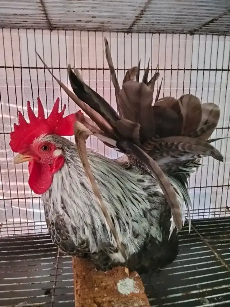 Ayam Kate kaki ceper