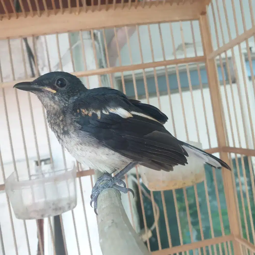 Kacer 2 bulan jantan jinak total